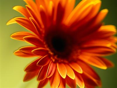 Gerbera Jamesonii - ژربرا